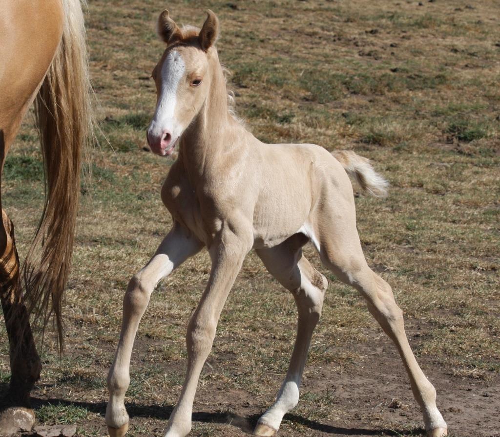 FOR SALE: The gorgeous palomino colt GrandView Memory Lane.
